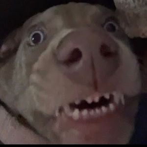 Meet your Posher, Dylan